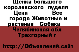 Щенки большого (королевского) пуделя › Цена ­ 25 000 - Все города Животные и растения » Собаки   . Челябинская обл.,Трехгорный г.